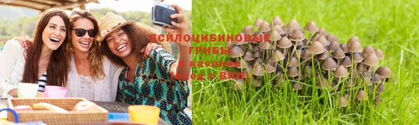 ПСИЛОЦИБИНОВЫЕ ГРИБЫ Алзамай